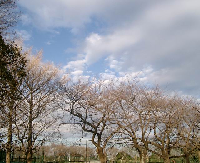羽根木公園早春の空
