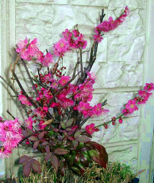 鉢植えの紅梅
