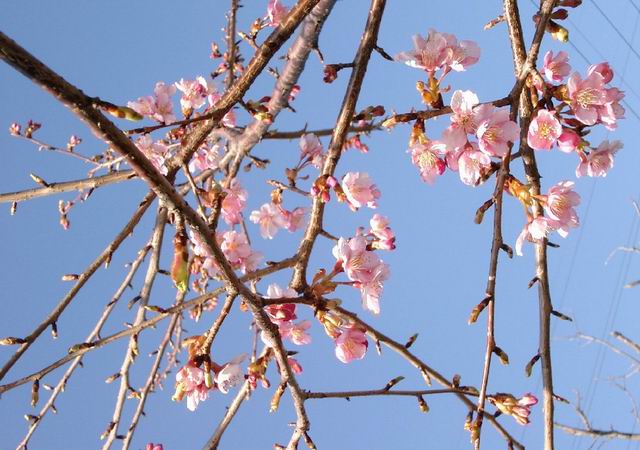 翌2月15日の撮影です
