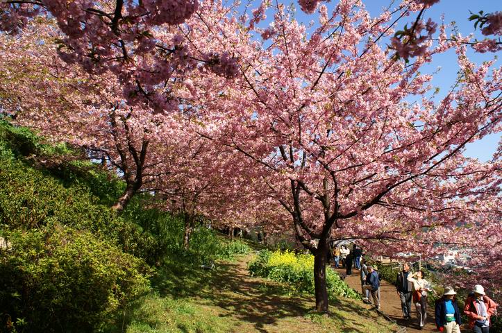 満開の河津桜１-神奈川･松田町西平畑公園