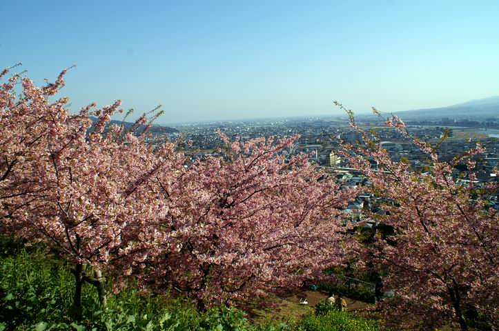 満開の河津桜２-神奈川･松田町西平畑公園