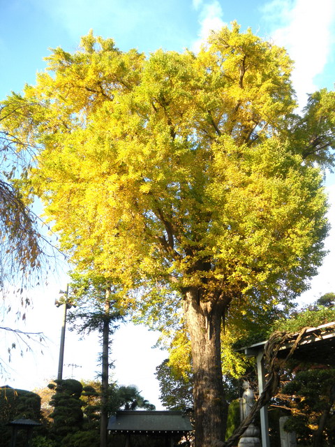 町田福昌寺の大銀杏