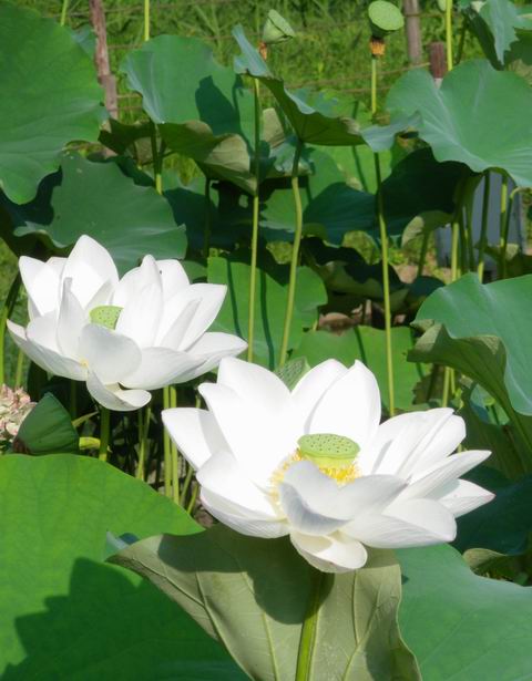 白蓮の花'0808