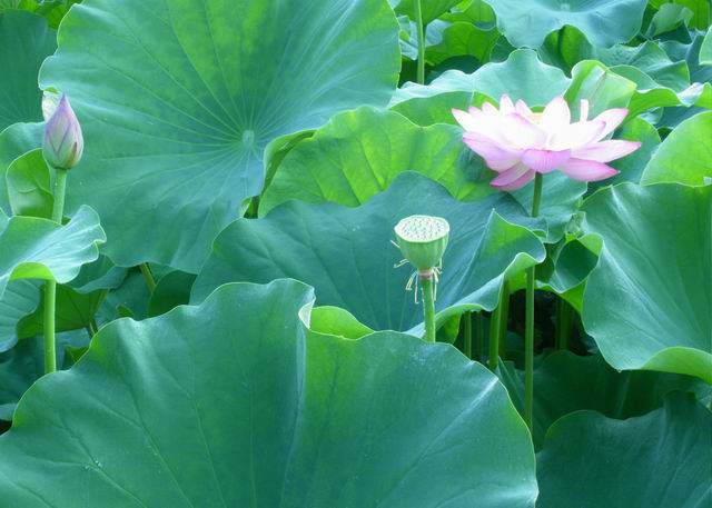 蓮のつぼみと花と実'0808