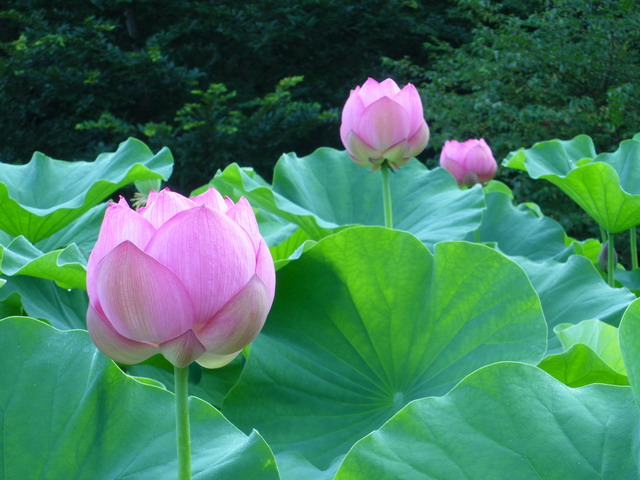 薬師池の大賀蓮=0808