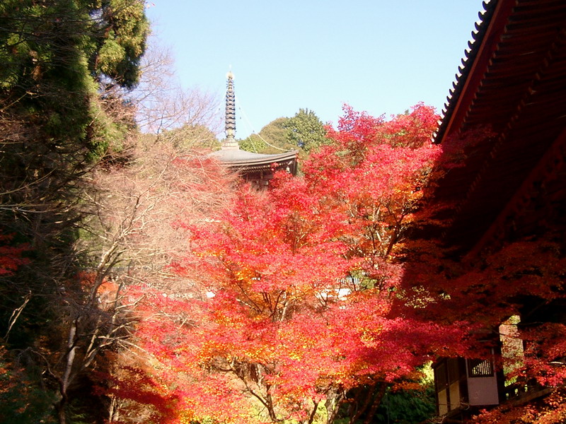 京都・神護寺五重の塔'0811