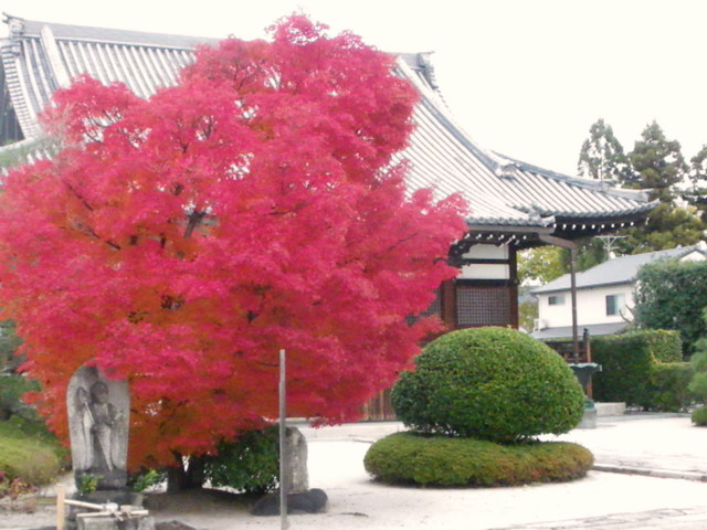 洛中・阿弥陀寺