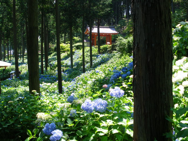 宇治・三室戸寺の紫陽花'0806