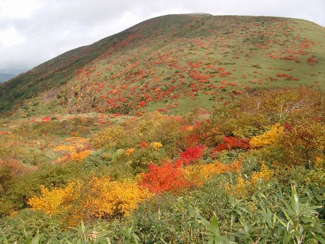 秋田駒ケ岳の紅葉