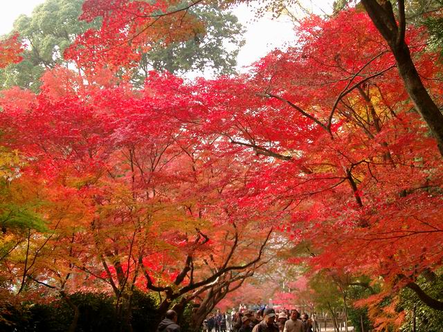京都光明寺のもみじ参道