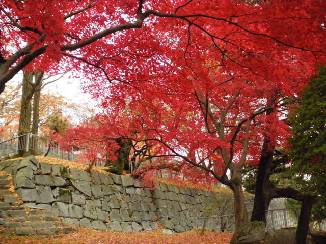 盛岡城址の名残りの紅葉