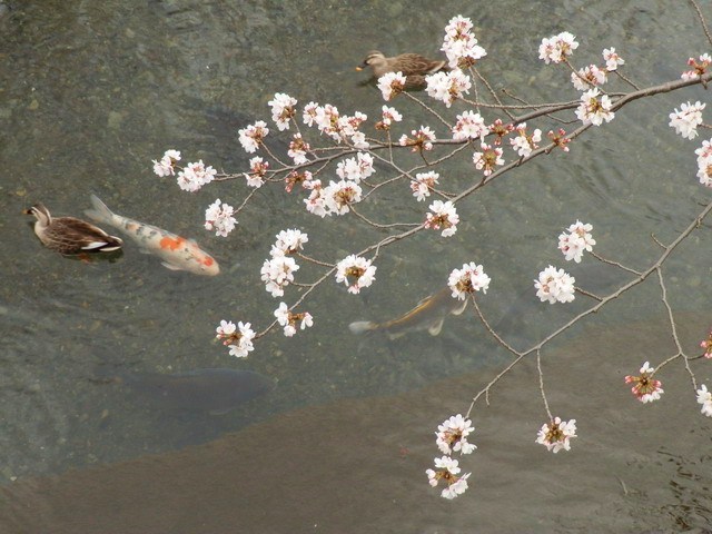恩田川の桜と緋鯉と鴨と120406