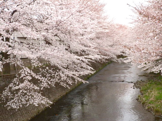 恩田川の桜120406
