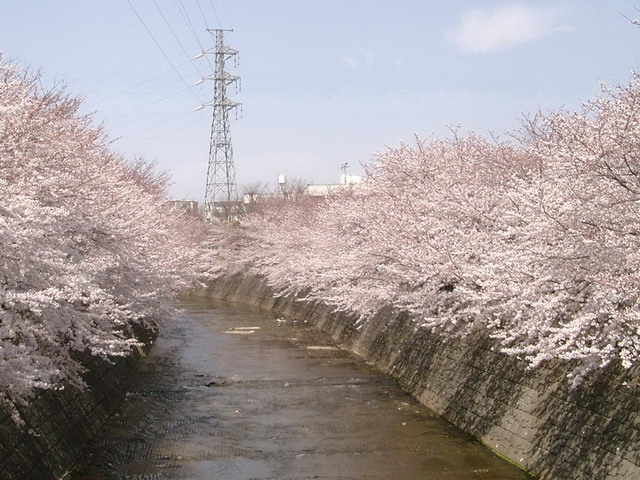 桜満開の恩田川06