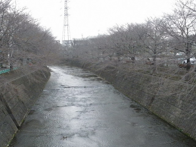 桜未だしの今の恩田川