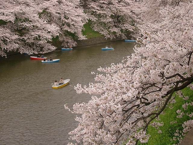 '06千鳥が淵の桜