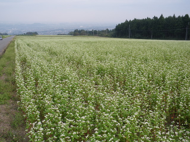 渋川の蕎麦の花