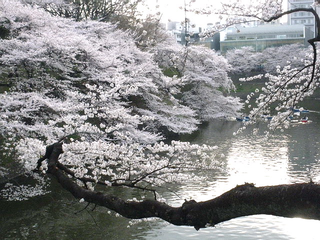 千鳥ヶ淵