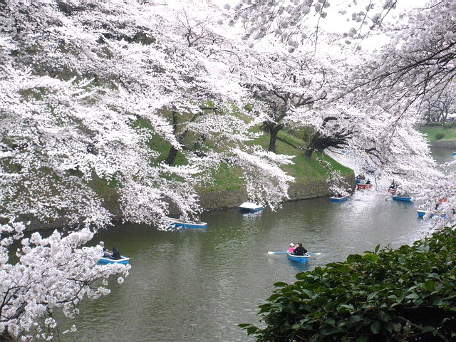 千鳥ヶ淵