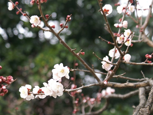 豊後（ぶんご）梅
