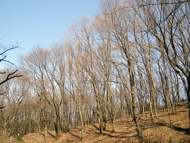 薬師池公園