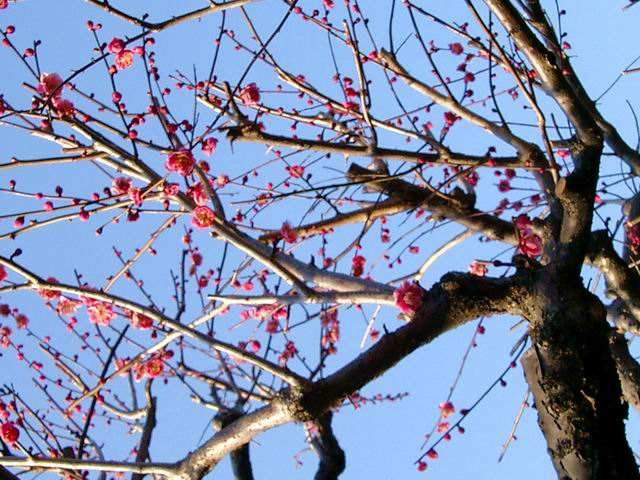 薬師池の紅梅。これでいい方でした。