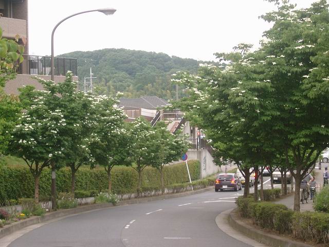 ヤマボウシのある街路