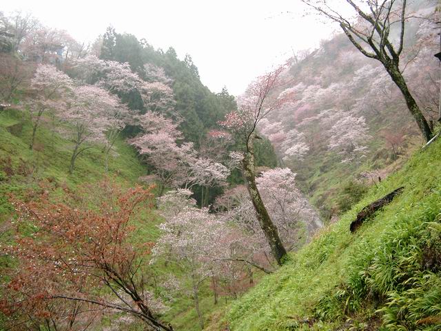 吉野桜-中千本
