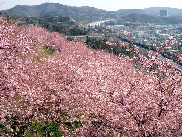 神奈川・松田町の西平畑公園の河津桜'0803