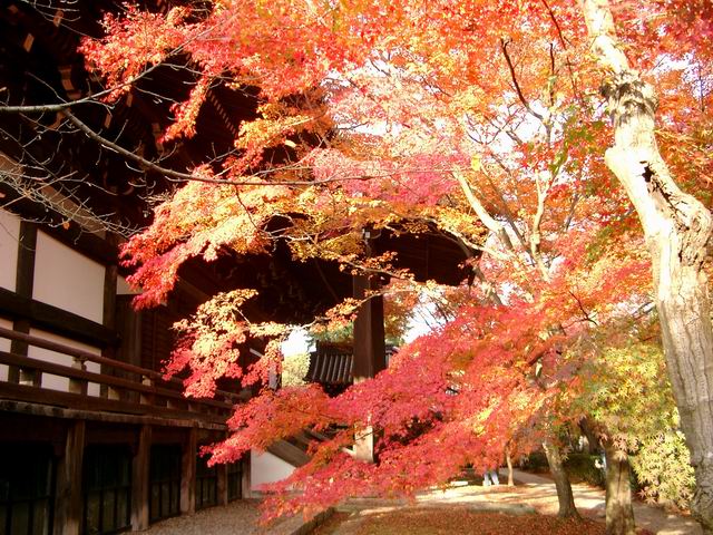 京都真如堂のもみじ